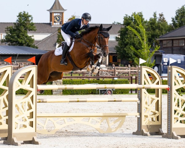 jumper Laska JDV (KWPN (Royal Dutch Sporthorse), 2016, from Gaspahr)