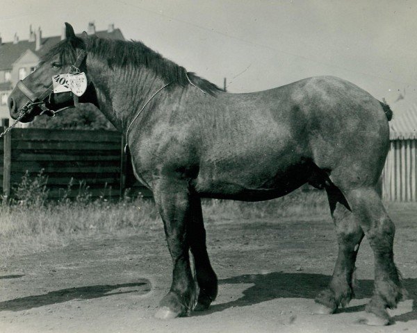 horse Lektor (Rhenish-German Cold-Blood, 1935, from Lotosdorn)