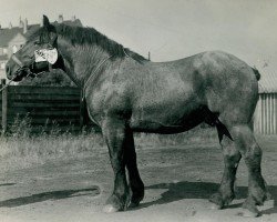 Pferd Lektor (Rheinisch-Deutsches Kaltblut, 1935, von Lotosdorn)