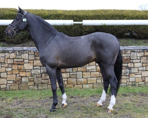 jumper Castlefield Kingston (Oldenburg show jumper, 2015, from Cinsey)