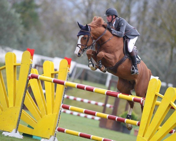 jumper Titanium Z (Zangersheide riding horse, 2014, from Tangelo van de Zuuthoeve)