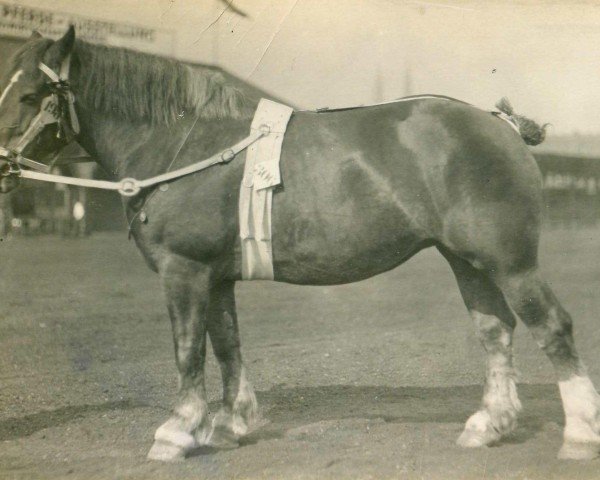 broodmare Sturmfahne von Hasselbeck (Rhenish-German Cold-Blood, 1925, from Kaiserjäger)