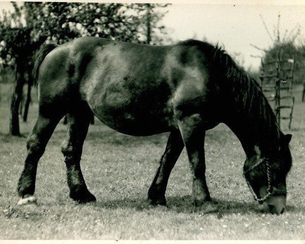 Zuchtstute Agada von Hasselbeck (Rheinisch-Deutsches Kaltblut, 1931, von Farceur de Saintes)