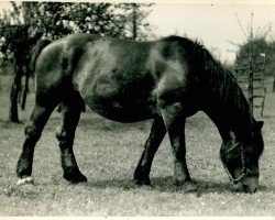 Zuchtstute Agada von Hasselbeck (Rheinisch-Deutsches Kaltblut, 1931, von Farceur de Saintes)