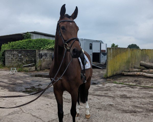 dressage horse Quintessa 62 (Hanoverian, 2019, from Quantensprung 3)