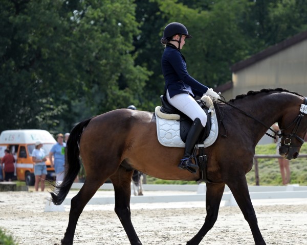 dressage horse Casper V (Hanoverian, 2001, from Colway Bold xx)