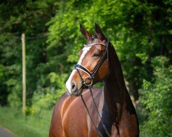 dressage horse Fabella B 3 (Hanoverian, 2019, from Tannenhof's Fahrenheit)