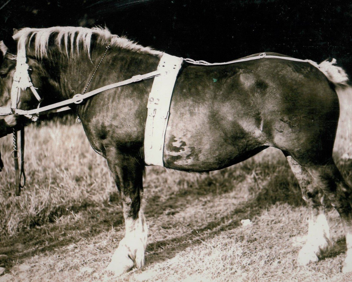 broodmare Osteria von Wevelshof (Rhenish-German Cold-Blood, 1921, from Horidole 476)