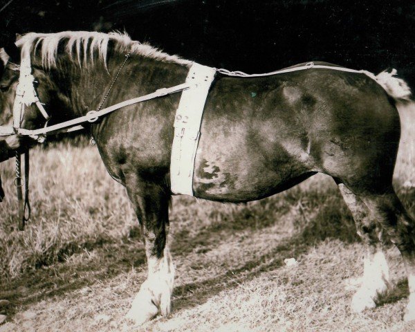 broodmare Osteria von Wevelshof (Rhenish-German Cold-Blood, 1921, from Horidole 476)