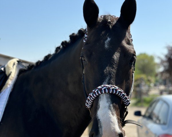 dressage horse Adriano 244 (Westphalian, 2014, from All At Once)