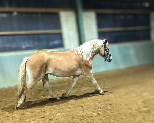 dressage horse Sterntaler (Edelbluthaflinger, 2022, from Stallion)