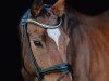 dressage horse Boby Brown (Hanoverian, 2011, from Bonifatius)