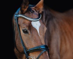 dressage horse Boby Brown (Hanoverian, 2011, from Bonifatius)