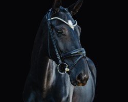 dressage horse For Fanny (Hanoverian, 2017, from Fürst Belissaro)