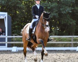 dressage horse Sweet Remember (Oldenburg, 2018, from Secret)