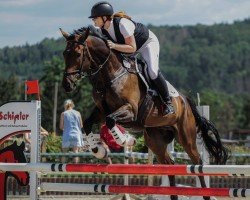 jumper Index 47 (German Sport Horse, 2015, from Ituango xx)