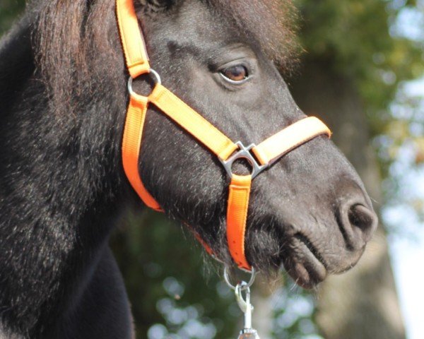 dressage horse Ilias (Shetland Pony, 2008, from Indigo)