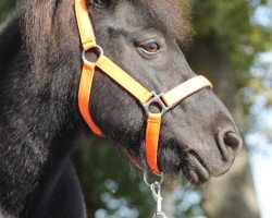 dressage horse Ilias (Shetland Pony, 2008, from Indigo)