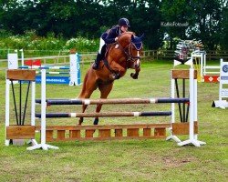 jumper Colini 3 (Oldenburg show jumper, 2020, from Colman)