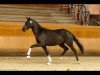 dressage horse Kronhüter (Trakehner, 2022, from Dameron)