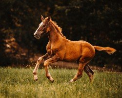 Fohlen von Be my Bonfire AD (Österreichisches Warmblut, 2024, von Callaho's Benicio)