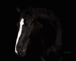 broodmare Sweet Samba Dance (Oldenburg, 2016, from De Niro)