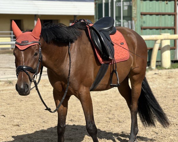 Dressurpferd Centucky 9 (Deutsches Reitpony, 2019, von Tackmann's Cantuccini)