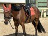 dressage horse Centucky 9 (German Riding Pony, 2019, from Tackmann's Cantuccini)