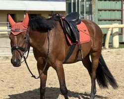 dressage horse Centucky 9 (German Riding Pony, 2019, from Tackmann's Cantuccini)