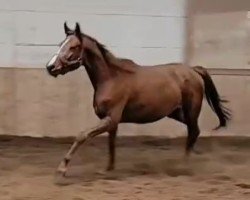 horse Partita (Russian Trakehner, 2021, from Mirap)