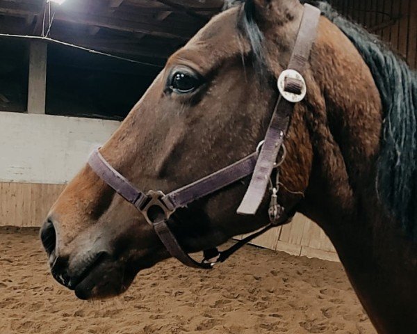 Pferd Veredus (Russisch Trakehner, 2021, von Vermont)