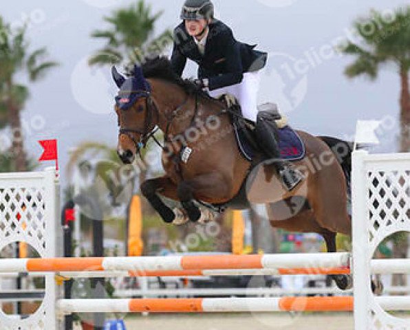 jumper Ibiza Soul (Swedish Warmblood, 2010, from Click And Cash 1155)