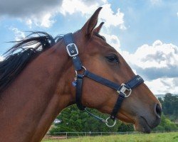 jumper Campari Blu (Hanoverian, 2023, from Charthago Blue OLD)