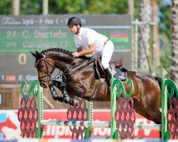 jumper Canavaro 17 (Oldenburg show jumper, 2019, from Cornet Obolensky)