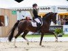 dressage horse Bennicio N (Oldenburg, 2018, from Callaho's Benicio)