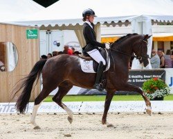 dressage horse Bennicio N (Oldenburg, 2018, from Callaho's Benicio)