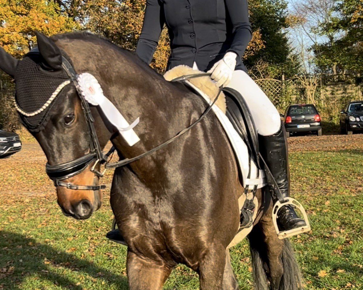 dressage horse Call me Willy (Oldenburg, 2018, from Sensation)