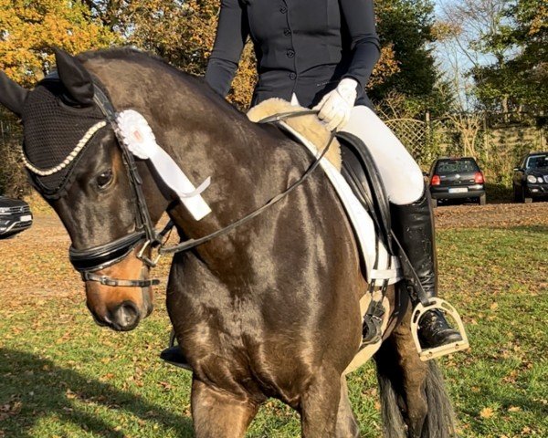 Dressurpferd Call me Willy (Oldenburger, 2018, von Sensation)