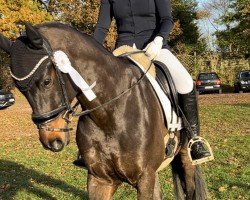 dressage horse Call me Willy (Oldenburg, 2018, from Sensation)