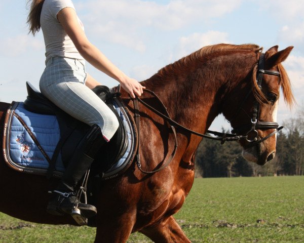 dressage horse Chanelle P (German Riding Pony, 2009, from Dornik Boy)