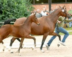 broodmare Wega Weissera (Oldenburg, 2002, from De Niro)