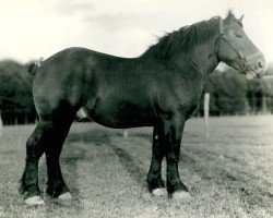 Pferd Lothorz von Holzweiler (Rheinisch-Deutsches Kaltblut, 1933, von Lothmann von Arendsdorf)