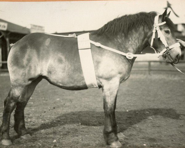 broodmare Windröschen (Rhenish-German Cold-Blood, 1928, from Quertreiber)