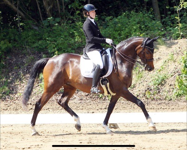 broodmare Val d'Isère (Trakehner, 2017, from High Motion 2)