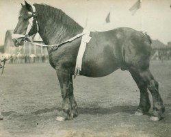 stallion Vogt von Viegenhof (Rhenish-German Cold-Blood, 1927, from Quertreiber)