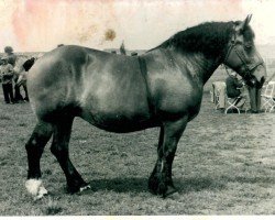 broodmare Gecia (Rhenish-German Cold-Blood, 1936, from Quertreiber)