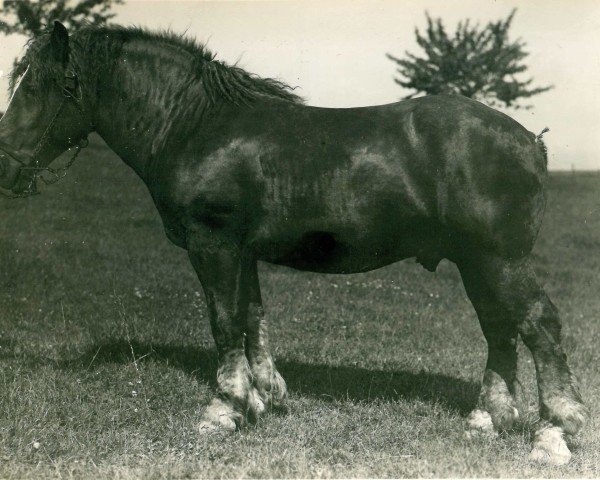 stallion Burgraf (Rhenish-German Cold-Blood, 1931, from Lampe RS 584)