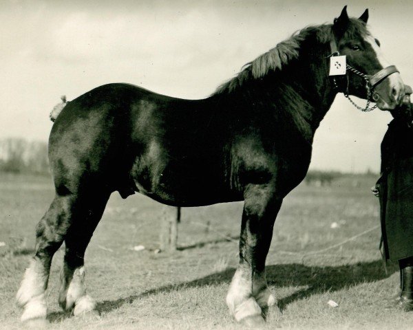 stallion Lambrecht (Rhenish-German Cold-Blood, 1932, from Lampe RS 584)