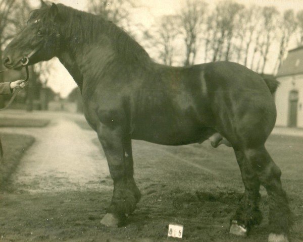 stallion Leser (Rhenish-German Cold-Blood, 1924, from Lampe RS 584)