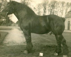 Deckhengst Leser (Rheinisch-Deutsches Kaltblut, 1924, von Lampe RS 584)